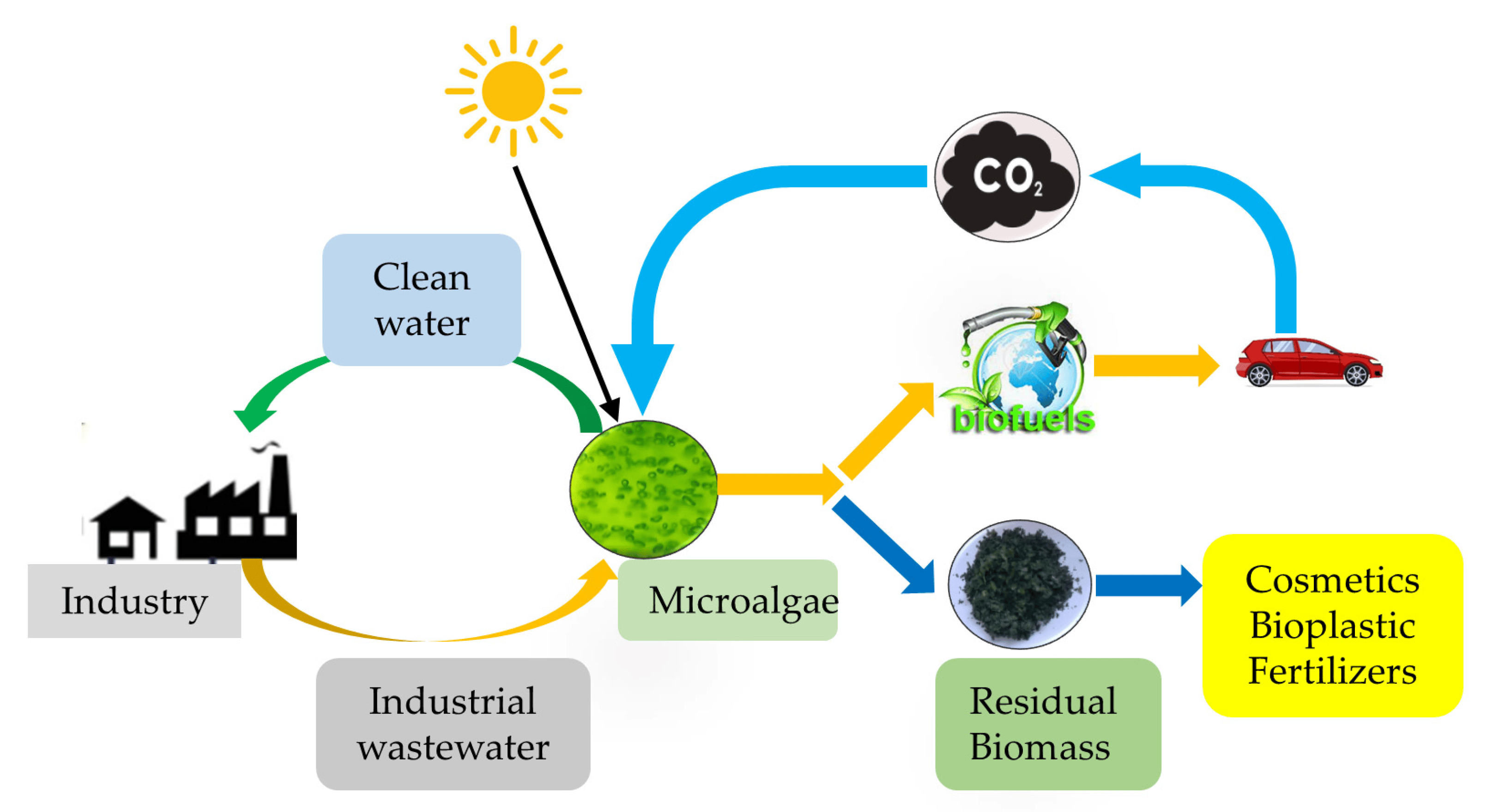 Biofuels A Greener Future for Automobiles